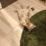 鹏鹏